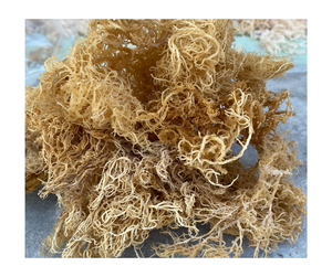 Nutriment Dense Séché Cottonii Seamoss Superfood Premium Naturel Pur Wildcrafted En Vrac En Gros Sans OGM Sans Gluten Vietnam Expo - Product Image 6