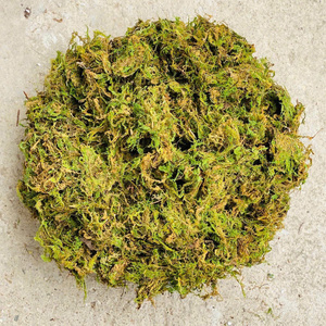 Premium Quality <b>Dried</b> Wood Style <b>Moss</b> Pile Direct from Vietnam for Furniture & Agriculture Use - Product Image 1