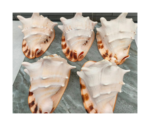 Carcasa de casco de Vietnam para decoración del hogar-Color océano y carcasa de casco de brillo natural para compradores de decoración al por mayor - Product Image 4