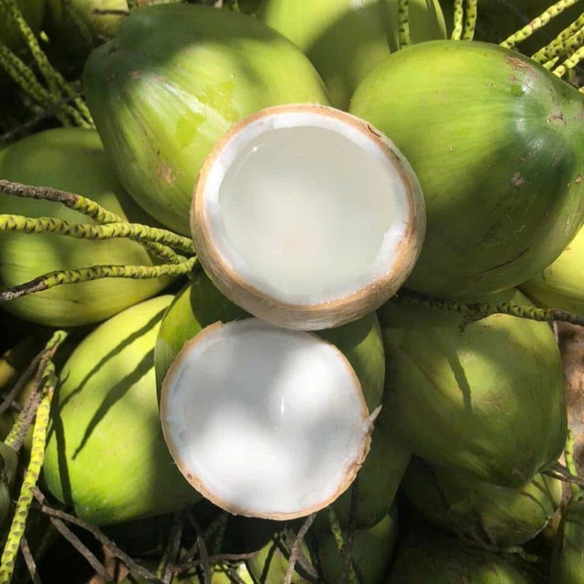 High Quality TINIMEX Brand Easy Opening Polished Coconut Ben Tre 25 Days Shelf Life Suitable for Cooking Health Care Stable