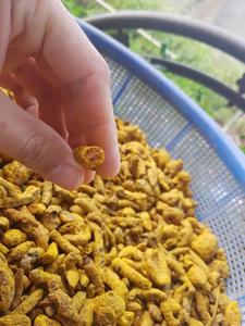 Proveedor Líder Mundial Exportadores de dedo de cúrcuma entera de la India Uso para cocinar cosméticos médicos - Product Image 6