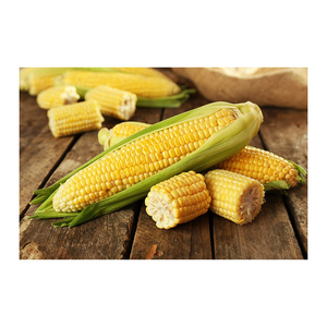 Maïs de maïs séché jaune Alimentation animale - Product Image 1