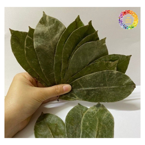 Feuille séchée de qualité A au corsop Premium, congé de corossol séché pour le thé, congé de corossol de Guanabana séché pour faire du thé - Product Image 3