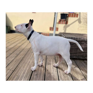 Accessoires de luxe personnalisables pour animaux de compagnie Collier de chien classique en cuir imperméable de haute qualité Caractéristiques personnalisées Rivets à motif solide - Product Image 3