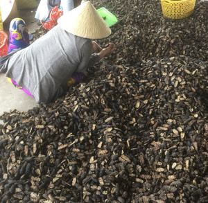 Morceaux de noni déshydratés de haute qualité Fruits secs naturels pour mélanges de thé et traitement de collations fabriqués au Vietnam - Product Image 3