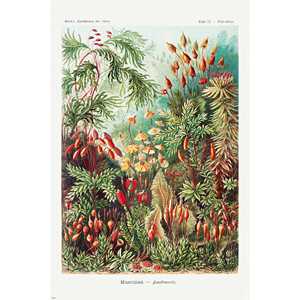 Ensemble de 3 affiches sur les formes artistiques de la nature d'Ernst Haeckel pour la décoration murale - Product Image 3
