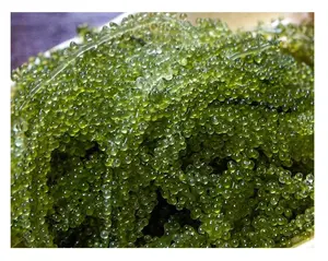 Sea Grapes Delicious Nutritious Food Suitable for All Ages From 99 Gold Data Viet Nam