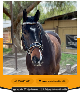 Cleopatra-Bride en cuir verni noir avec rembourrage en or et passepoil verni blanc Bride en édition limitée multifonctionnelle - Product Image 4