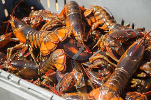 Queues de homard sauvage du Maine surgelées 14-16 oz, avec queue, IQF, Fruits de mer de qualité supérieure - Product Image 1