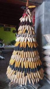 Maïs séché le plus vendu, style rustique, pour la décoration, utilisé dans les présentoirs et les espaces de présentation rustiques, Vietnam - Product Image 5