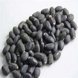 Vente en gros de graines de jatropha séchées biologiques, produit agricole pour l'exportation dans le monde entier - Product Image 6