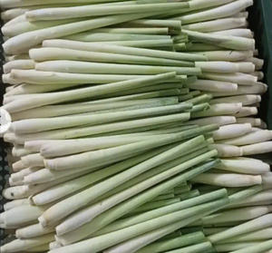 Vente en gros de citronnelle fraîche 100% sans taxe en provenance du Vietnam, produit agricole de qualité supérieure - Product Image 3