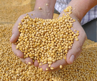 Soja grillé séché non-OGM de qualité supérieure, marque Kim Long, Vietnam, haricots de qualité supérieure pour en-cas, durée de conservation de 12 mois, pour l'exportation