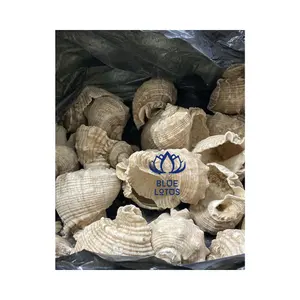 RAPANA SHELL | Natural seashell craft - DIY seashell for cultivating octopus squid Buho shell Trumpet shell -Wholesale Vietnam