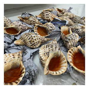 Concha marina de trompeta hecha a mano: concha de trompeta natural de Vietnam, diseñada para una decoración elegante de hoteles y accesorios buscados para el hogar - Product Image 3