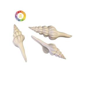 เปลือกหอยสังข์ขัดเงารูปทรงที่เป็นเอกลักษณ์จากเวียดนามเหมาะสำหรับงานฝีมือและการจัดแสดง - Product Image 1
