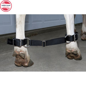 Sangles réglables pour chien, cheval, vache, taureau, chat - Product Image 6