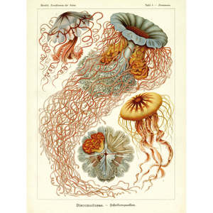 Impresión Artística de Ernst Haeckel 'Discomedusae' - Elegante Medusa en Bodeguillo de Papel - Product Image 4