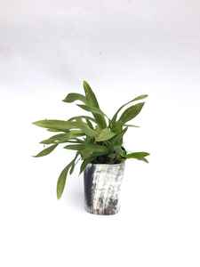 Vente en gros pot de plantes en corne de buffle Morden Design centre de table de mariage vase pour la décoration de table et au meilleur prix d'Inde - Product Image 4