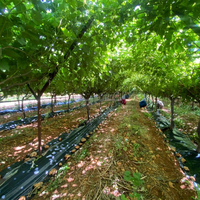 Barrière de mauvaises herbes perforée tapis de contrôle des mauvaises herbes paillis tapis de mauvaises herbes Tela De Paisaje pour le contrôle des mauvaises herbes de légumes de jardin