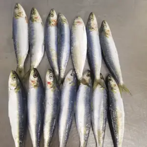 Fournisseur en gros le plus vendu d'appâts de pêche délicieux poissons de fruits de mer surgelés naturels Sardine pour appâts