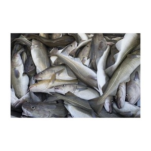 Filetes de Pescado de Calidad, Bacalao Fresco Congelado a Granel - Product Image 1