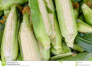 Maíz blanco de grado 2, maíz blanco no GMO apto para consumo humano y origen de alimentación Animal - Product Image 4