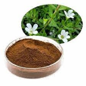 ผงสกัดออร์แกนิก Bacopa Monnieri สารสกัด Bacopa Monnieri บริสุทธิ์ 100% ที่ดีที่สุด - Product Image 1