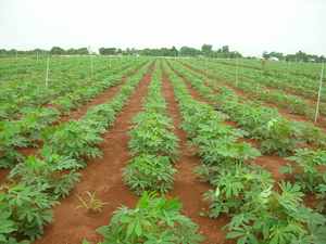 Fournisseur en gros d'amidon de tapioca de qualité alimentaire offrant une texture lisse pour la production de nouilles, de produits de boulangerie et de collations - Product Image 5