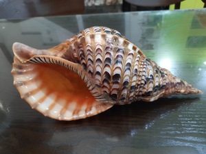 Grand Coquillage Triton Fournisseur de gros pour la décoration intérieure et l'utilisation de l'artisanat - Product Image 3