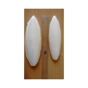 Espinas de sepia de calidad para aves exóticas disponibles a granel a la venta - Product Image 6