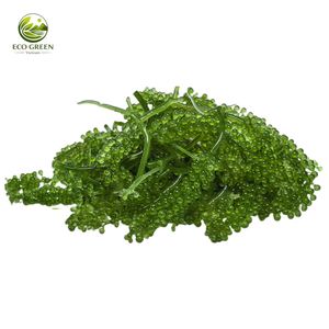 Fournisseur en gros de raisins de mer déshydratés du Vietnam, caviar vert d'algues, réhydratation facile, produit alimentaire de qualité export - Product Image 1
