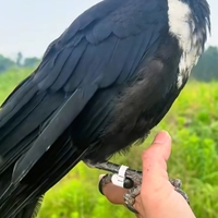 Traceur GPS pour animaux de compagnie, étanche, rechargeable, en plastique, avec localisation par satellite LBS magnétique, pour toutes les conditions météorologiques et en extérieur