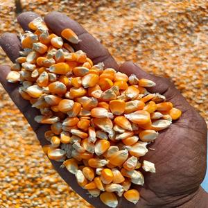 Maíz Amarillo Orgánico Premium Fresco, No Glutinoso, Semillas de Alta Calidad a Granel en Bolsas de 50 kg, Precio Económico - Product Image 1