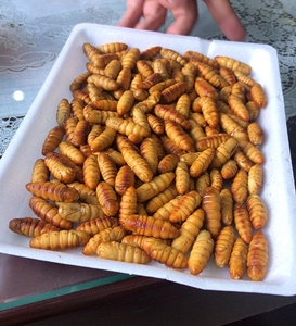 Bolsa seca de crisálida de gusano de seda congelado de la mejor calidad, almacenamiento de estilo gluten, pupas de gusano de seda secas, ÁNGULO - Product Image 6