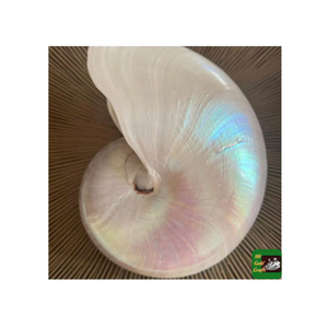 Nautilus Shell pour les projets d'art d'inspiration marine et de décoration haut de gamme du fournisseur vietnamien 99 Gold Data - Product Image 3
