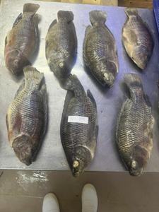 Frozen Whole Tilapia Fillets -Frozen Boneless Skinless <b>White</b> Fish Fillets - Product Image 6