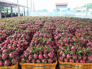 ผลไม้มังกรส่งออกเวียดนาม-สดฉ่ำและอุดมด้วยสารอาหารเหมาะสำหรับผู้นำเข้าและผู้จัดจำหน่ายทั่วโลก - Product Image 4