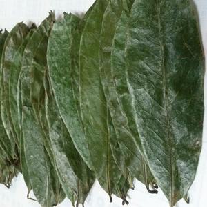 VENDEDOR SUPERIOR 1 100% Sour Sop and Leaf Bueno 100% - Product Image 1