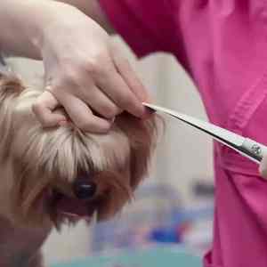 Tijera japonesa de acero inoxidable para el cuidado del cabello de mascotas, acabado de espejo de 7,5 ", tornillo ajustable y soporte para los dedos con estuche - Product Image 6