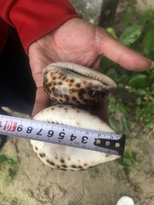 เปลือกหอยธรรมชาติมีหลายขนาดมีรูสําหรับนักออกแบบเครื่องประดับ - Product Image 4