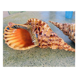 Venta caliente Vietnam Trompeta Tritón Shell Origen marino Fuente del océano Producto de exportación natural Trompeta tropical Tritón Shell - Product Image 1
