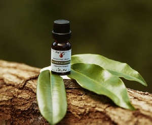 Huile essentielle de Mandravasarotra 100% pure – Distillée à la vapeur, biologique, en vrac, origine Madagascar, qualité aromathérapie - Product Image 1
