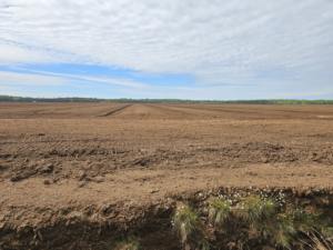 Suelo de musgo de turba Sphagnum natural de alta calidad Báltico Premium para el cultivo profesional de arándanos - Product Image 3