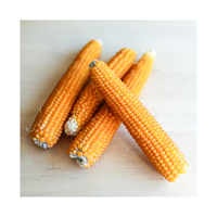 Maíz Amarillo Seco Brasileño Sin OMG para Consumo Animal y Humano, Maíz Glutinoso de Alta Calidad y Alto Contenido Proteico, Vida Útil de 2 Años