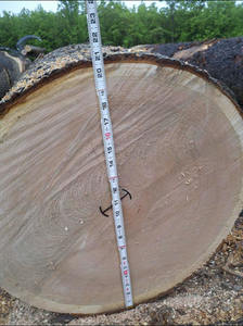 Chapas de Arce Duro de Alta Calidad para Exportación de Firth Hardwood, Troncos para Proyectos de Carpintería - Product Image 5