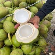 Premium Khey Taladthai Grade A Thaise hele jonge verse kokosnootpulp, natuurlijk zoet, kant-en-klaar drankje, altijd en overal.