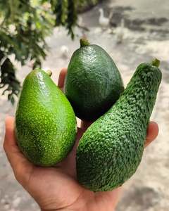 Aguacates Hass Frescos Premium |   Calibre 12/14/16/18/20/22 |   Cargas de Contenedores a Granel |   FOB/CIF - Product Image 3