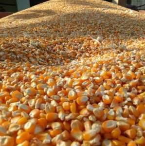 Pure Natural Fresh Organic Yellow Corn Maize Top Quality Raw Sweet Corn <b>Seed</b> Bulk in 50 kg <b>Packaging</b> bags - Product Image 3