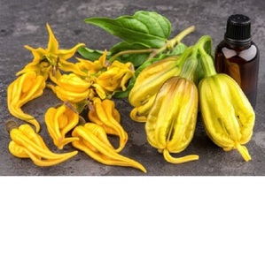 Aceite Esencial de Ylang, Proveedor Mayorista con Excelente Calidad, Cananga Odorata, Exportadores de Aceite en India - Product Image 2